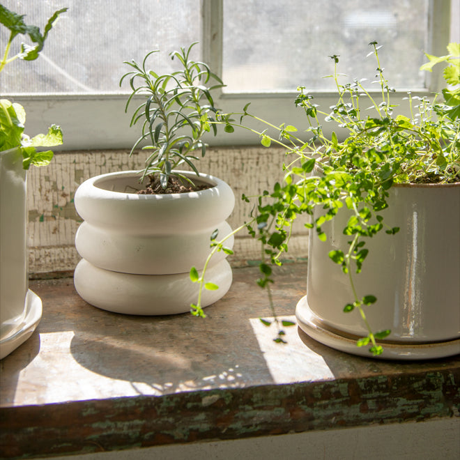 An arrangement of small planters holding herb plants on a sunlit windowsill.